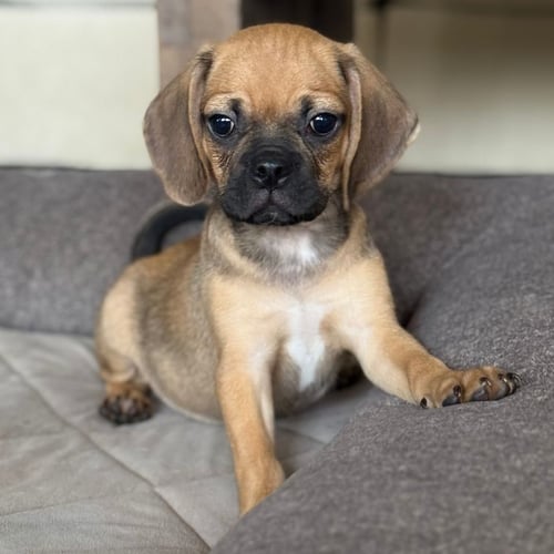 COLBY - Unknown available for adoption