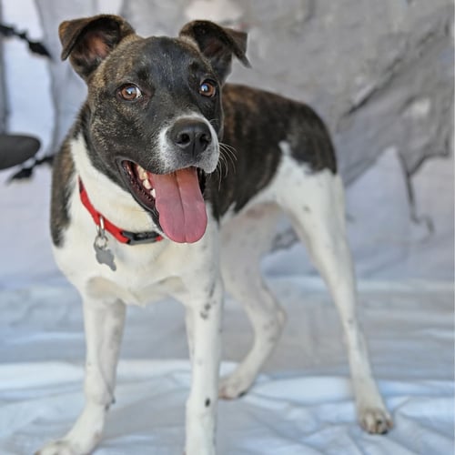 CHECKERS - Unknown available for adoption
