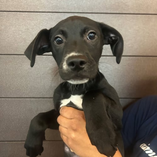 GEORGINA - Unknown available for adoption