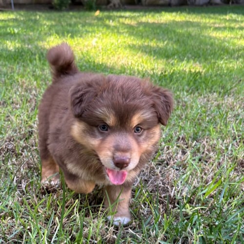 AUGUSTA - Unknown available for adoption