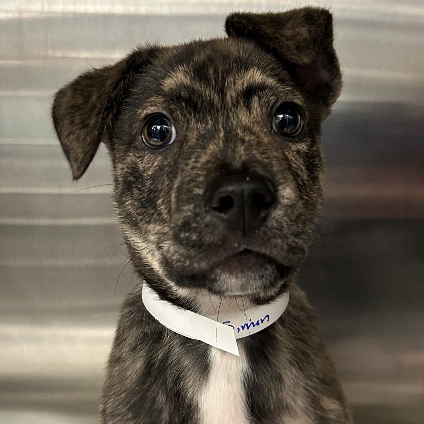 SIMON - Unknown available for adoption