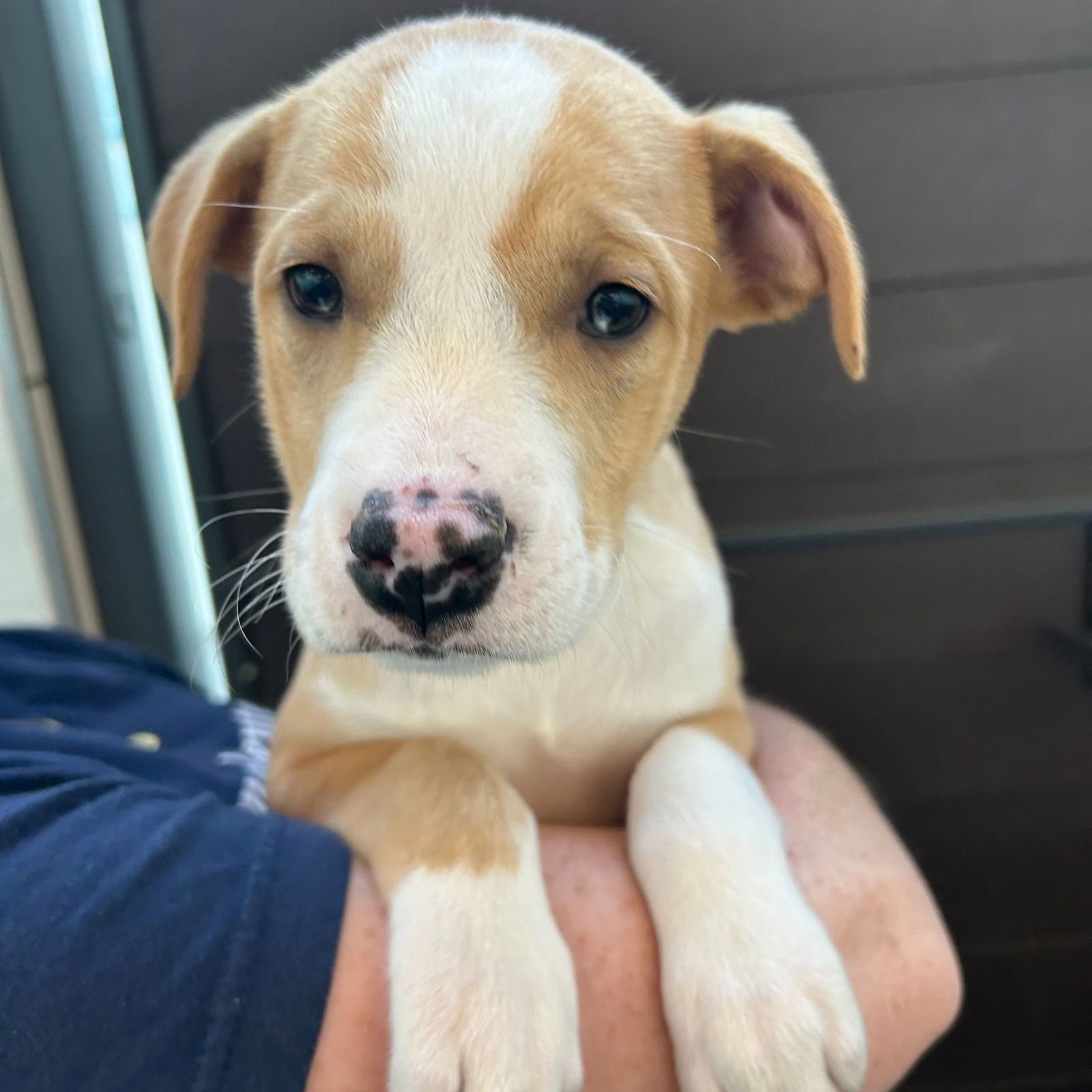 CHICKEN - Unknown available for adoption