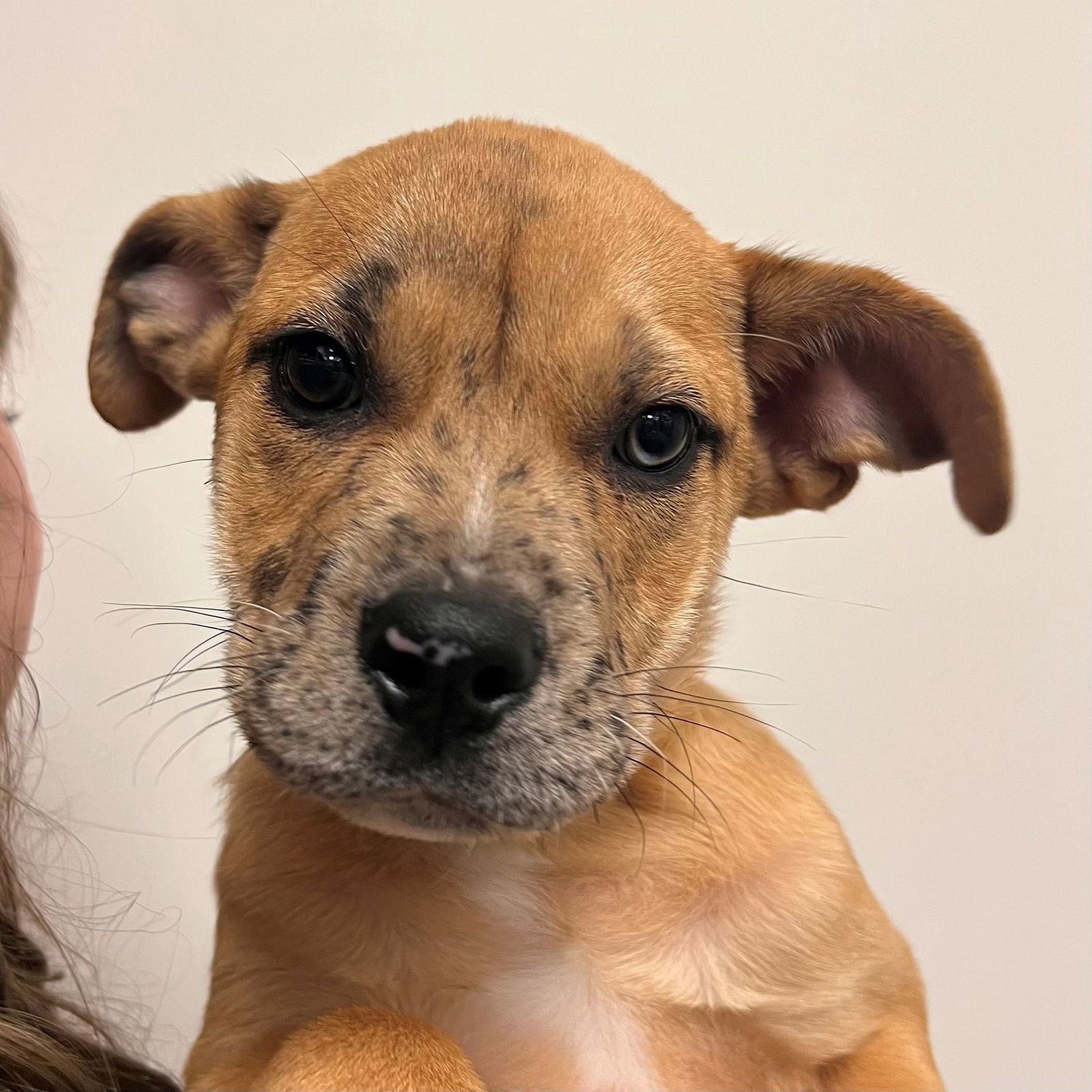 CEDAR - Unknown available for adoption