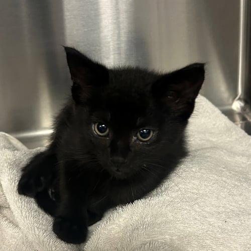 COFFEE - Unknown available for adoption