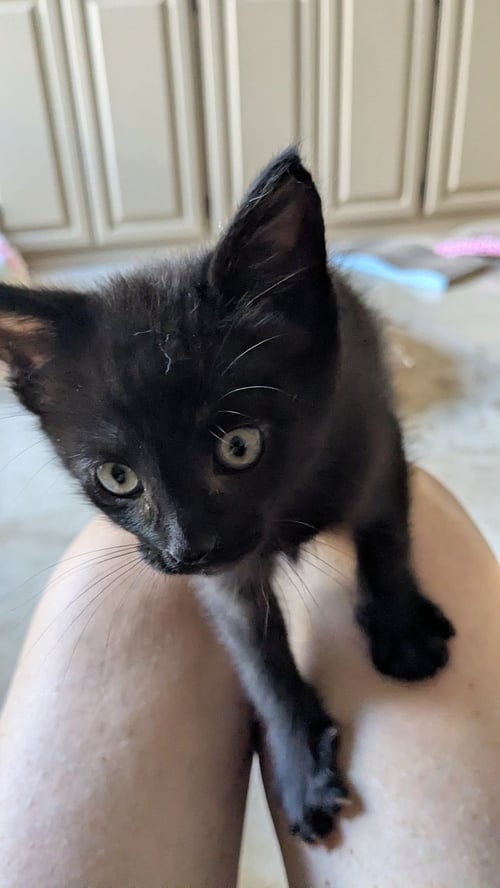 COFFEE - Unknown available for adoption