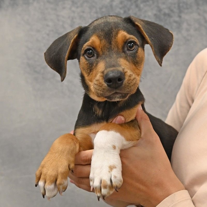 SAGE - Unknown available for adoption