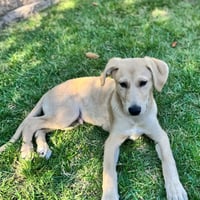 Sheldon - Photo 1
