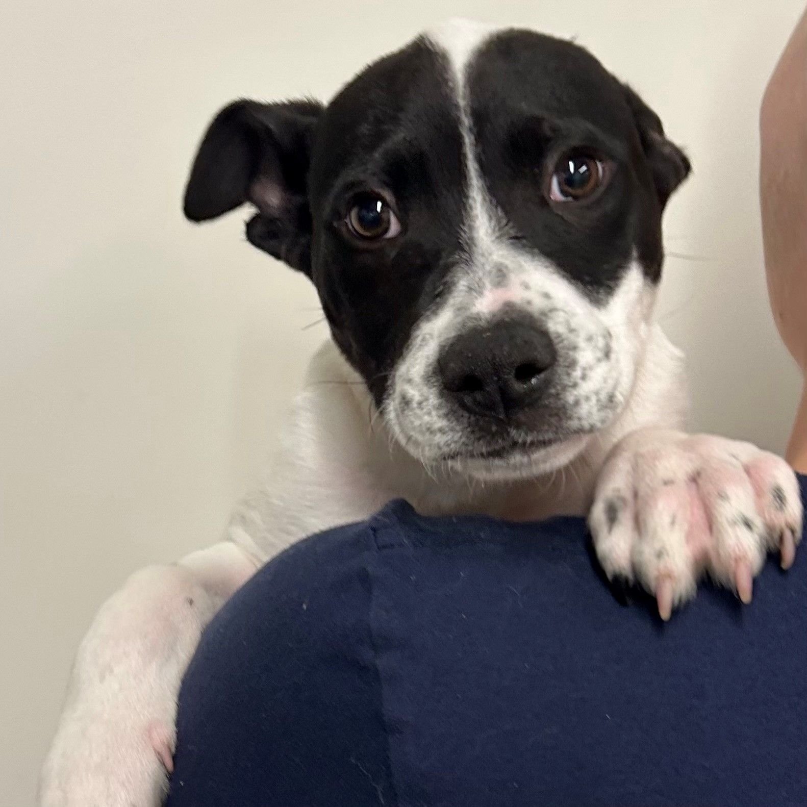 DASH - Unknown available for adoption