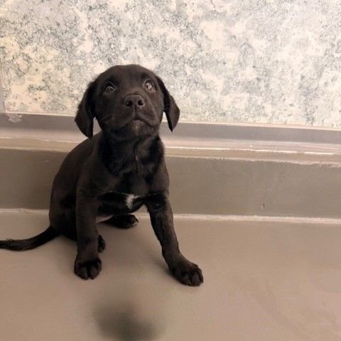 CORAL - Unknown available for adoption