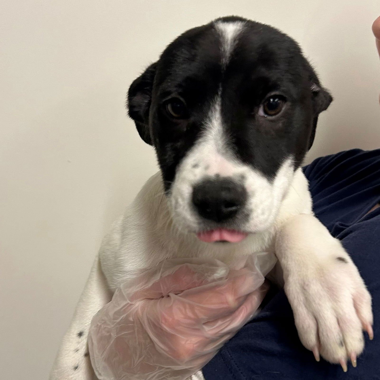 KARI - Unknown available for adoption