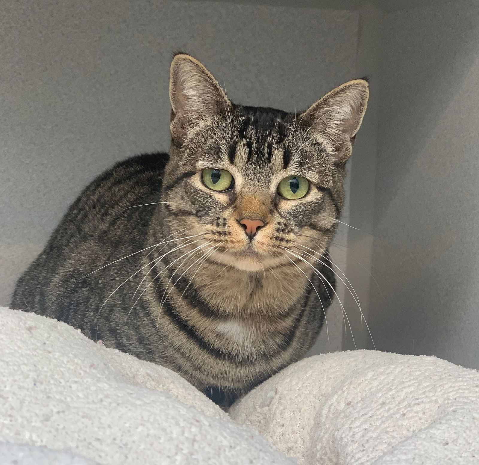 BROOKLYN - Unknown available for adoption