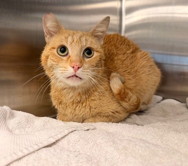 CHURRO - Unknown available for adoption