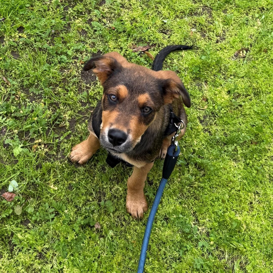 MOLASSES - Unknown available for adoption