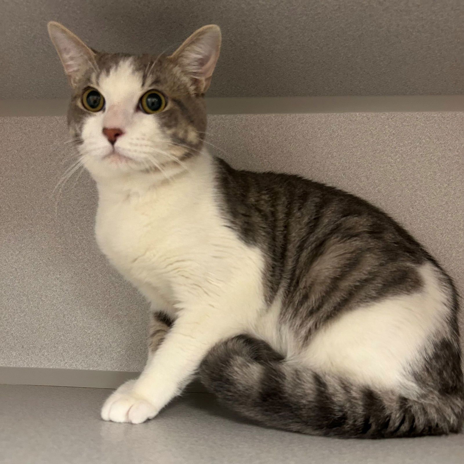 CHUCK - Unknown available for adoption