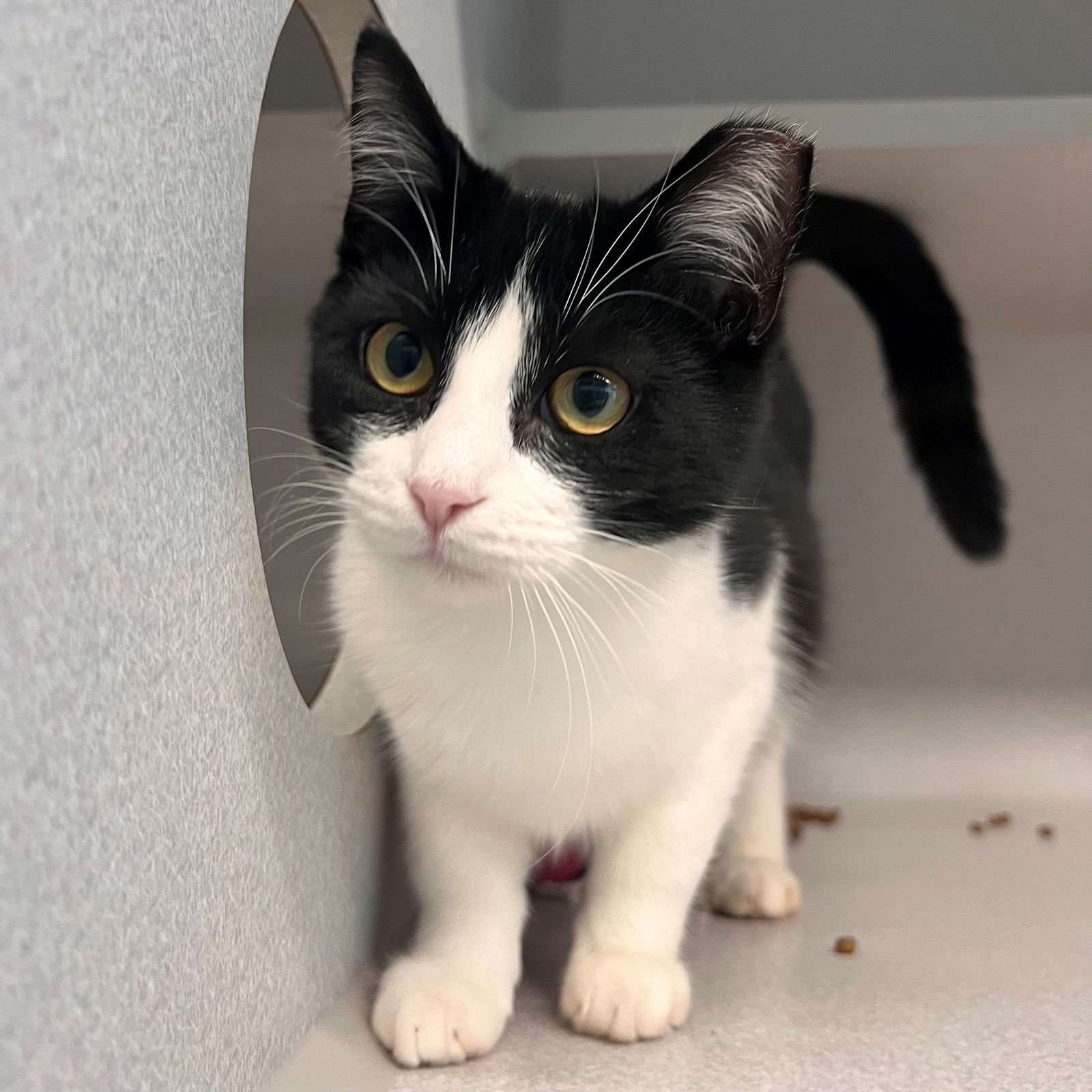 MUSHU - Unknown available for adoption