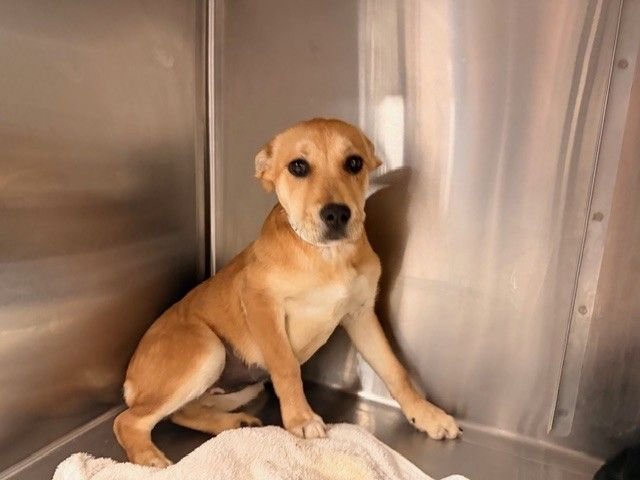 LANEY - Unknown available for adoption