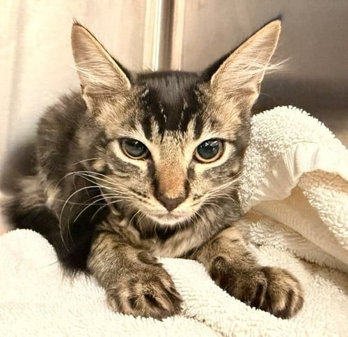 TOMATO - Unknown available for adoption