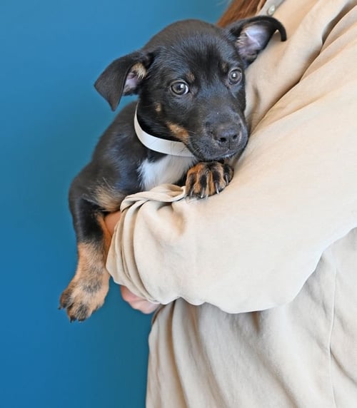 PIEROGI - Unknown available for adoption