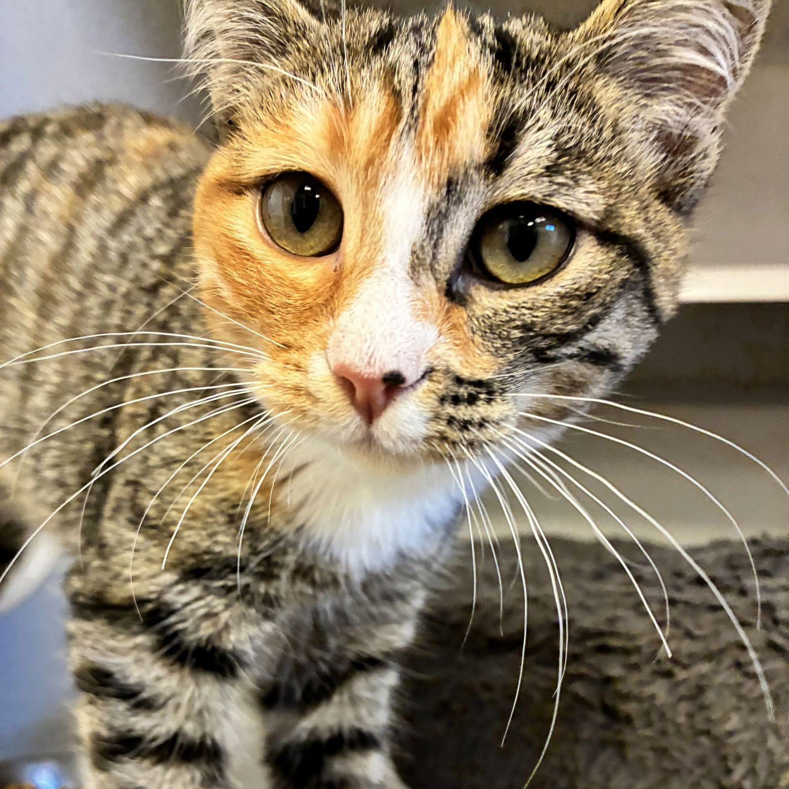 POP - Unknown available for adoption