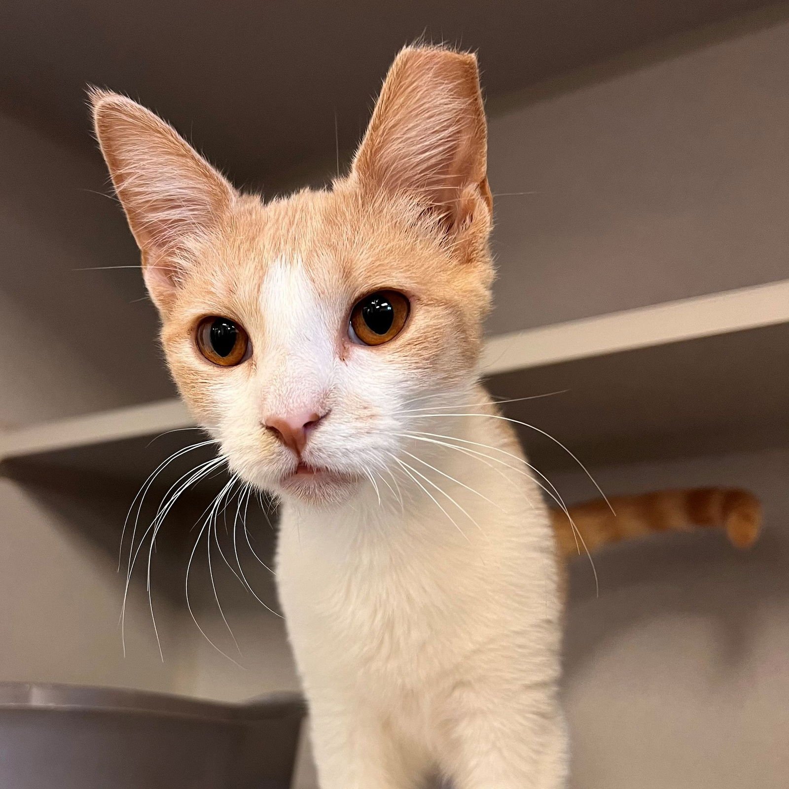 TACO - Unknown available for adoption