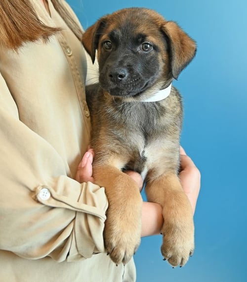 CANNOLI - Unknown available for adoption