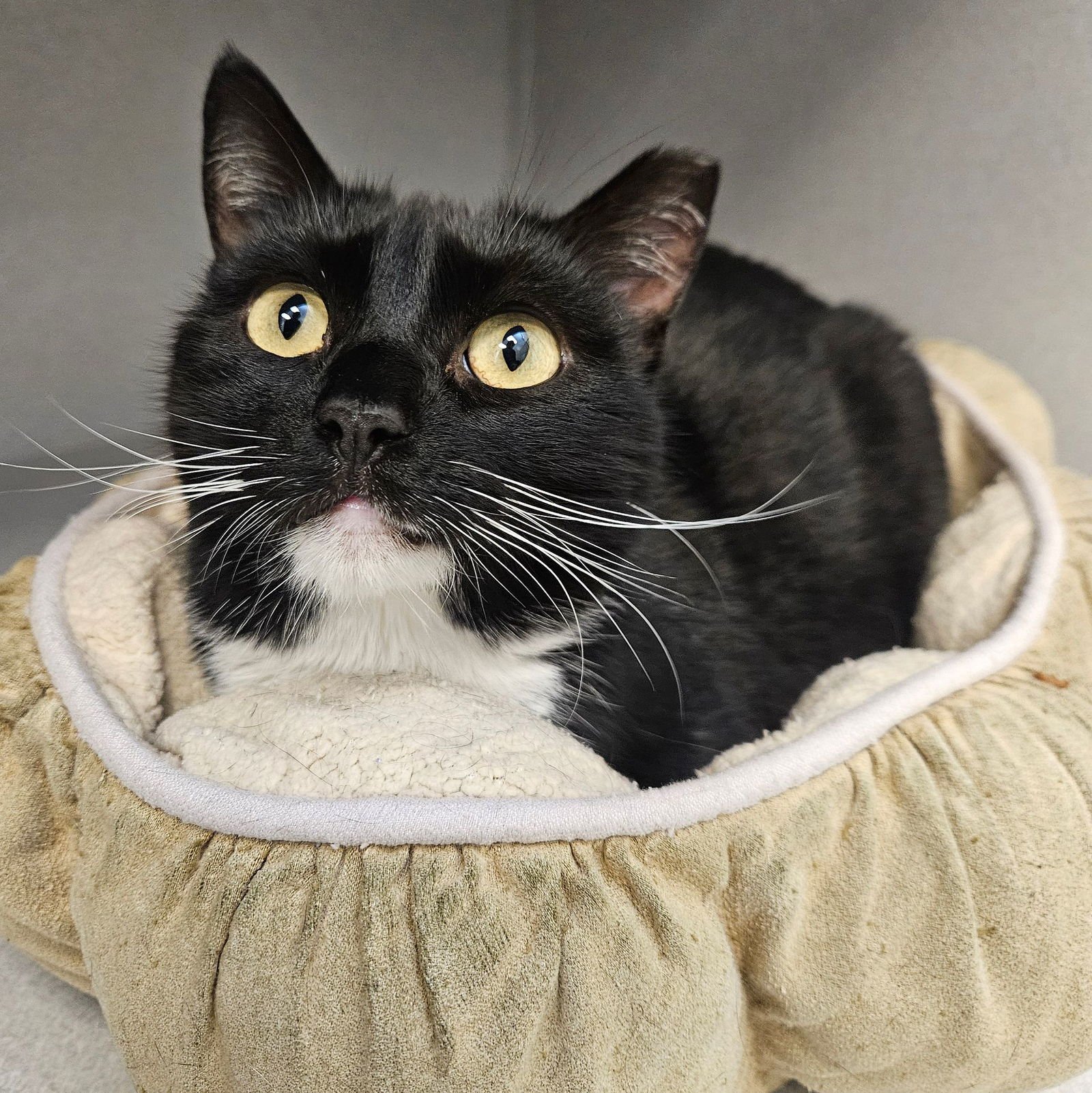 SALLY - Unknown available for adoption