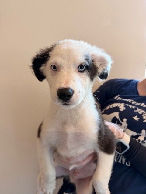 MOZZARELLA - Unknown available for adoption