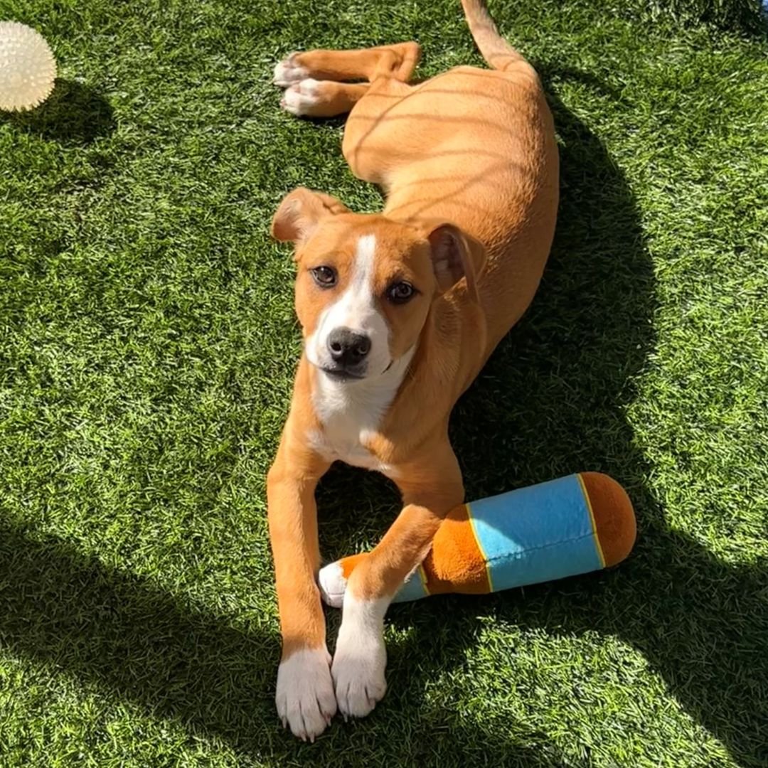 GINGER SPICE - Unknown available for adoption