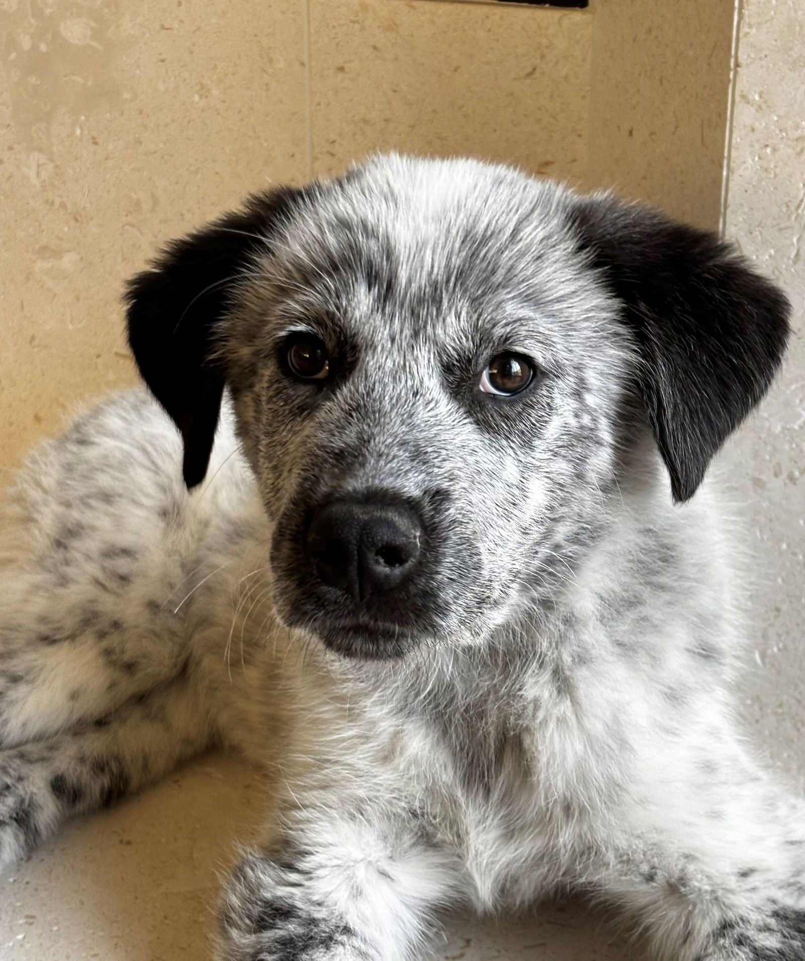 PISCES - Unknown available for adoption