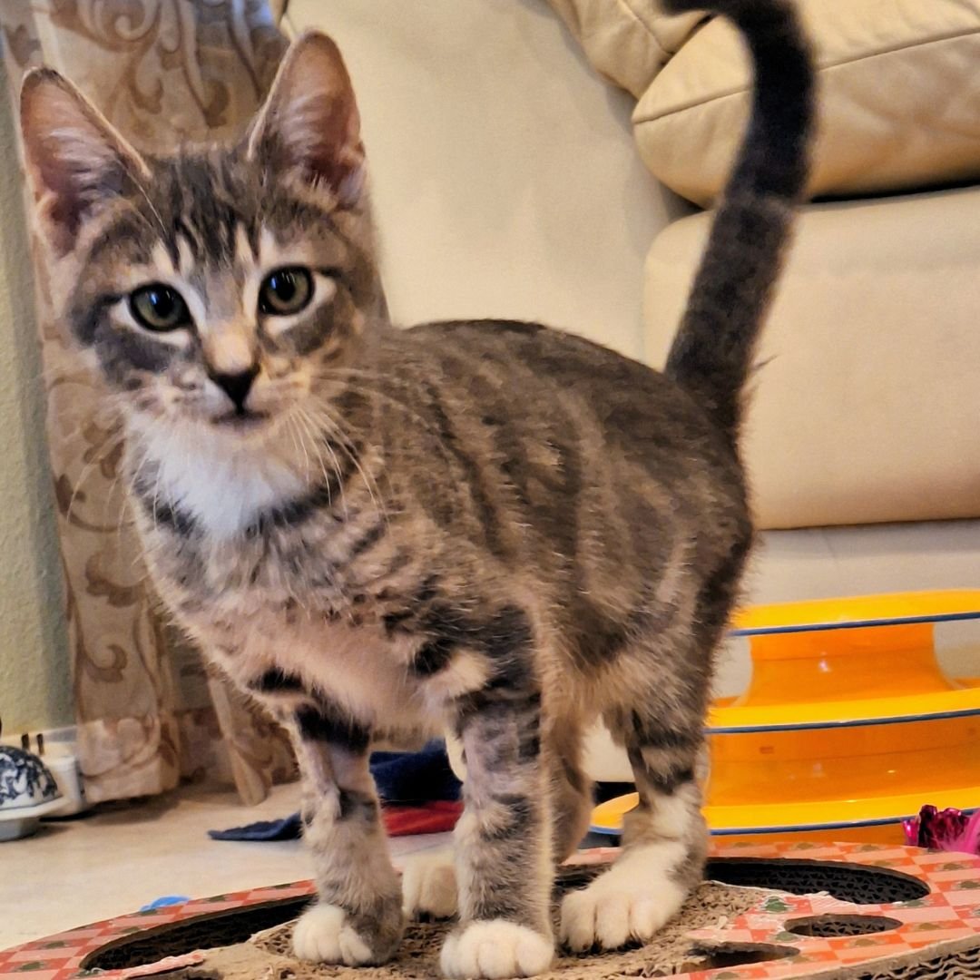 FRENCHIE - Unknown available for adoption