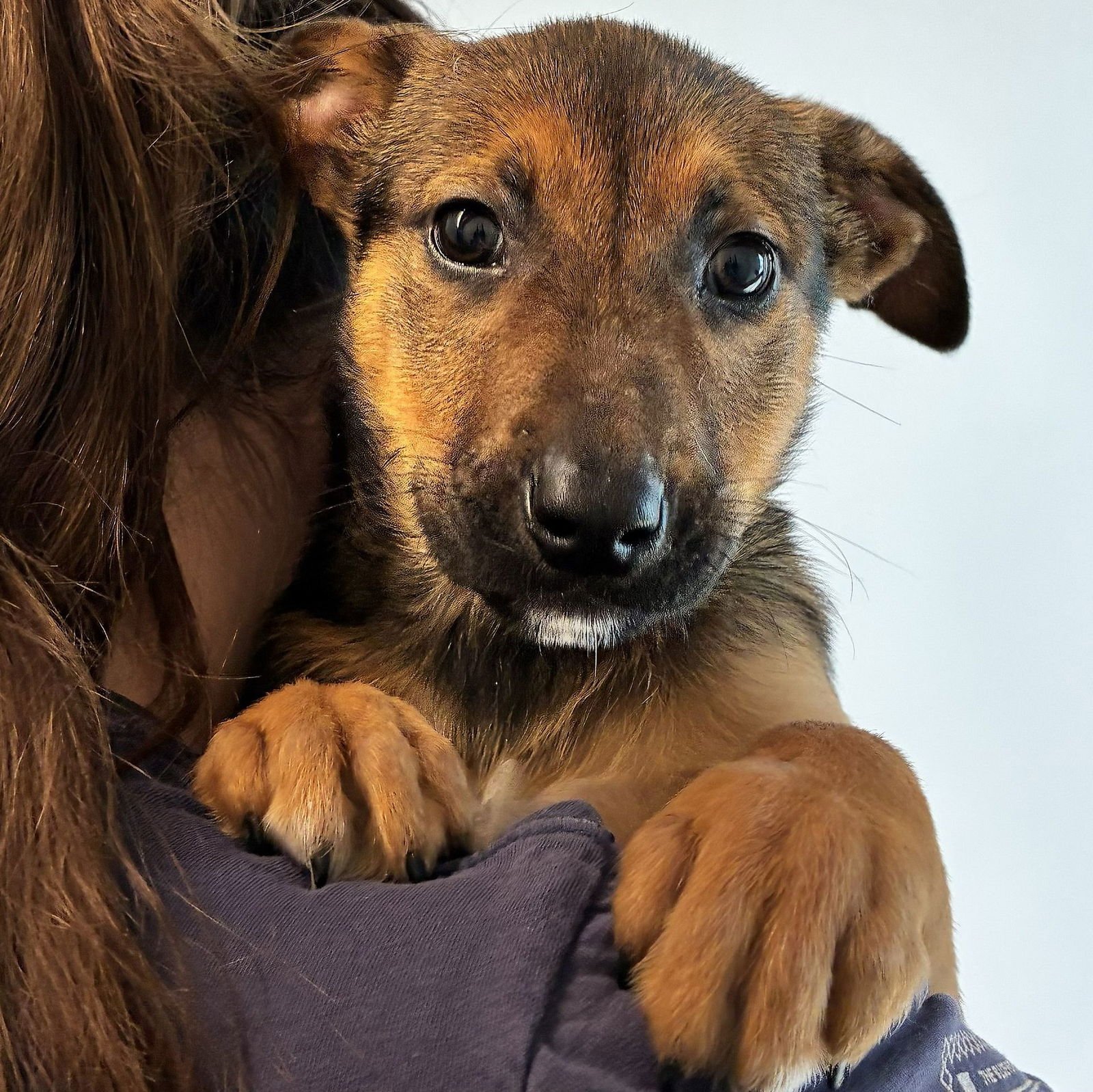 CHICKEN TENDER - Unknown available for adoption