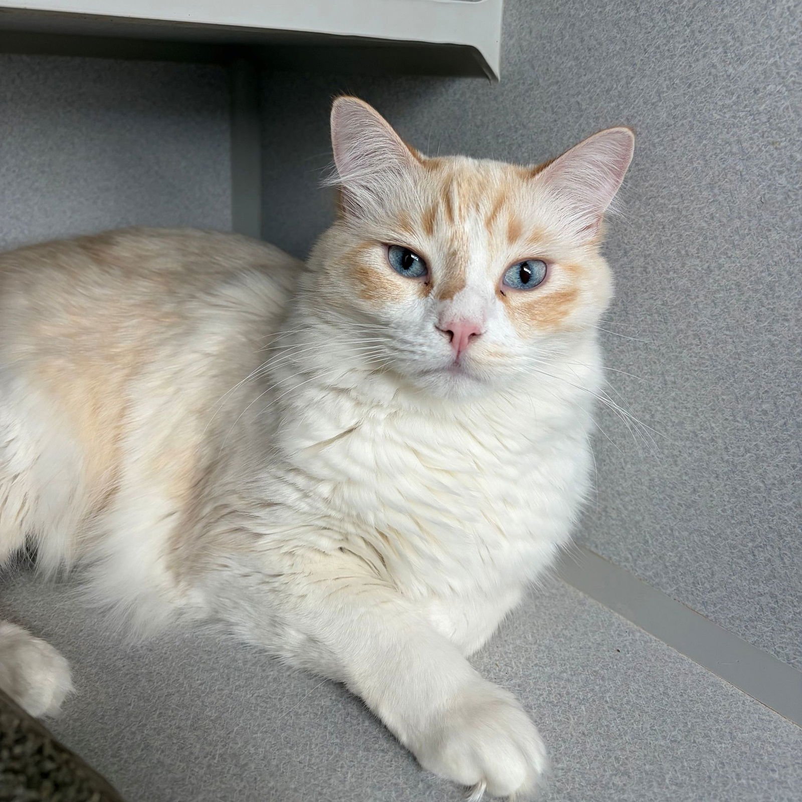 DAY - Unknown available for adoption