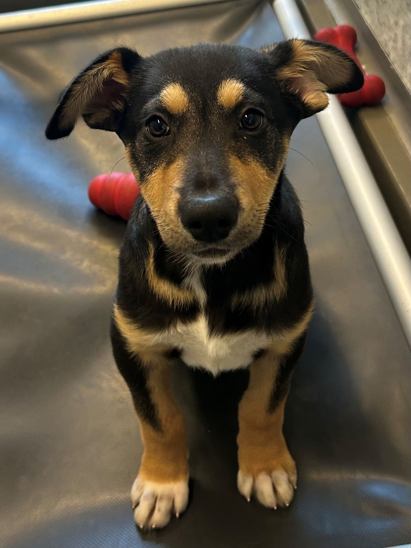 SPRUCE - Unknown available for adoption