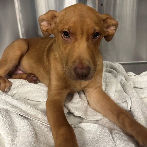 PUCK - Unknown available for adoption
