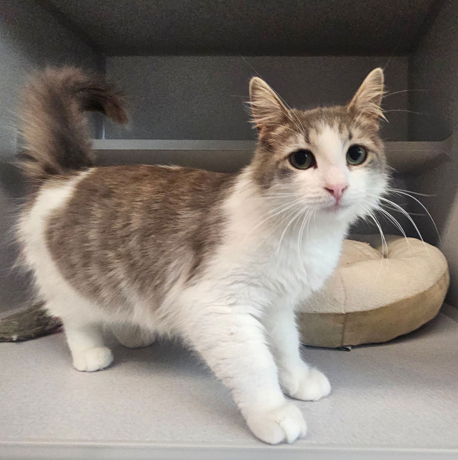 CROCHET - Unknown available for adoption