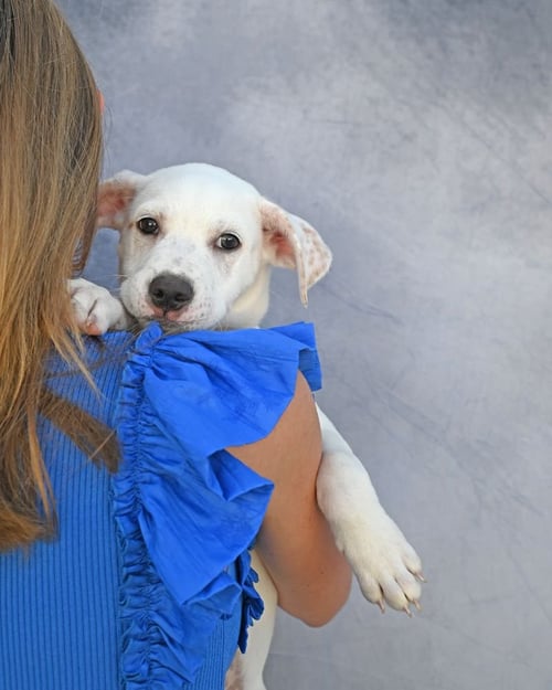 PAISLEY - Unknown available for adoption