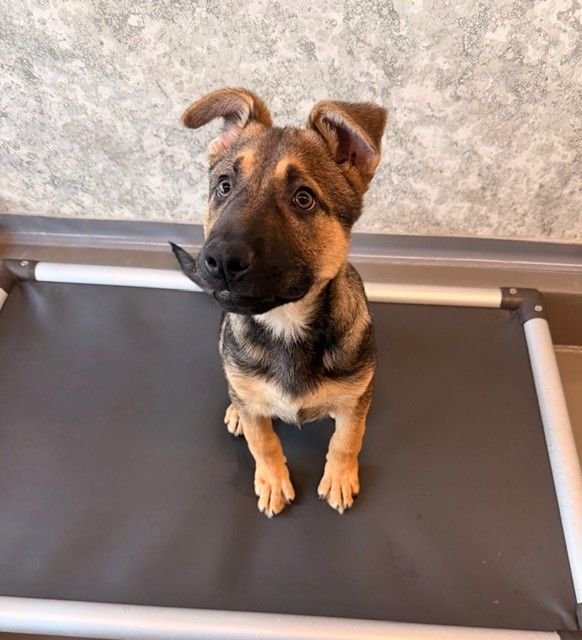 RELISH - Unknown available for adoption