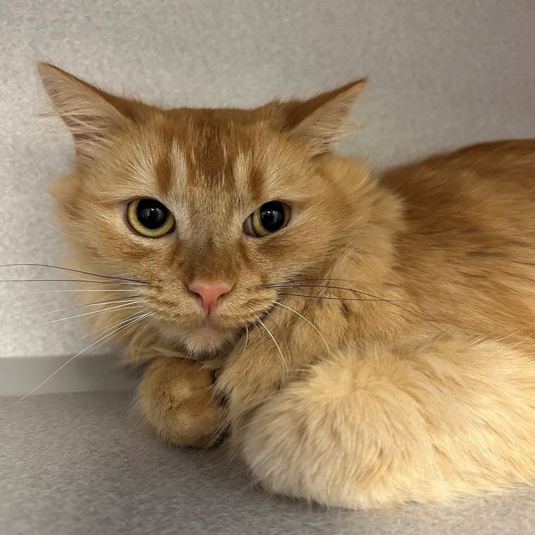 Rufus Image