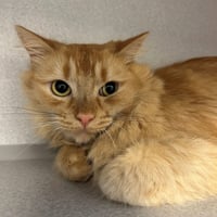 Rufus - Photo 1
