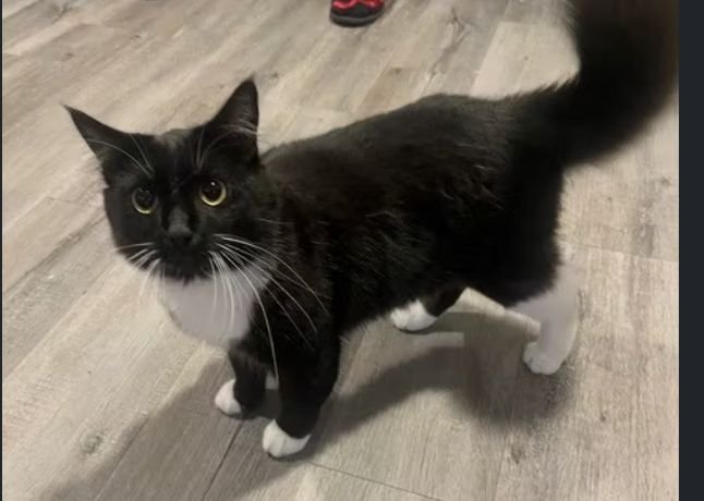 SNAP - Unknown available for adoption