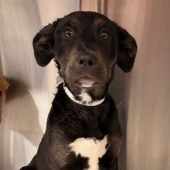 LUCY - Unknown available for adoption