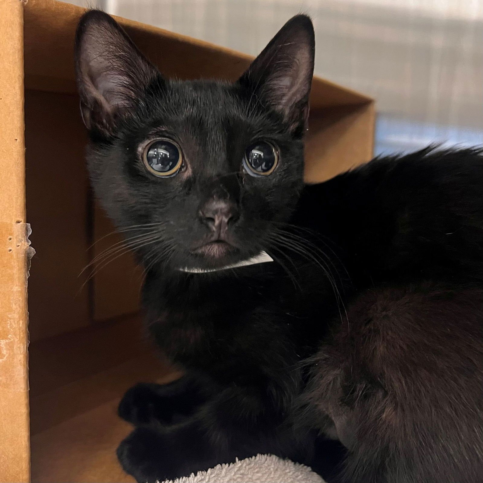 UDON - Unknown available for adoption