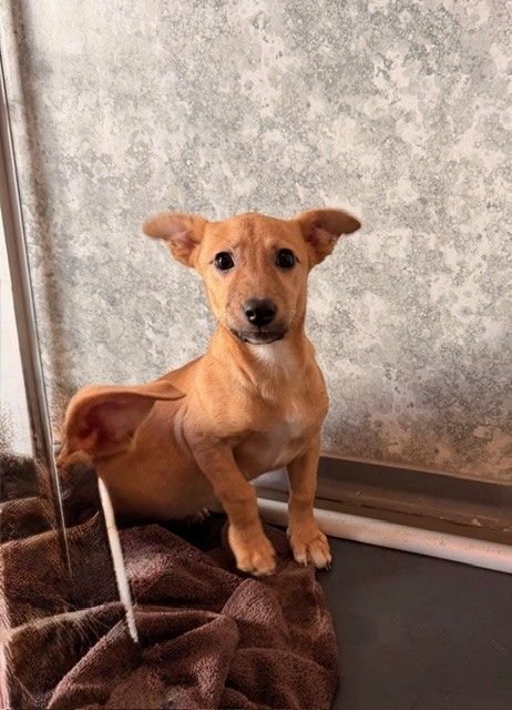 BUBBLES - Unknown available for adoption