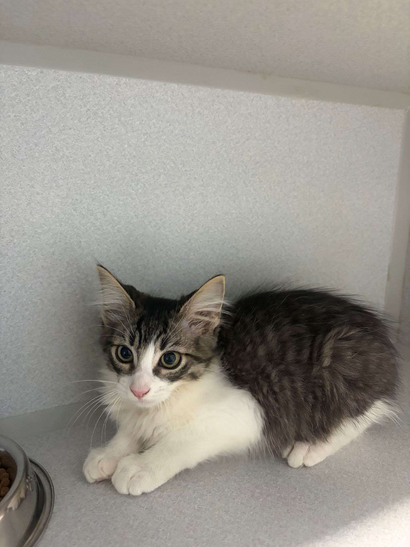 BART - Unknown available for adoption