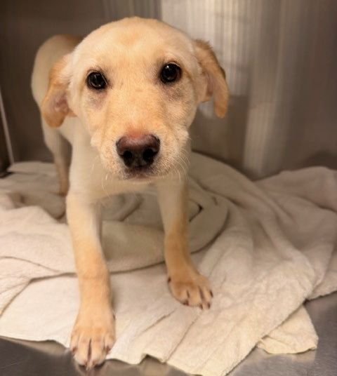 FALAFEL - Unknown available for adoption