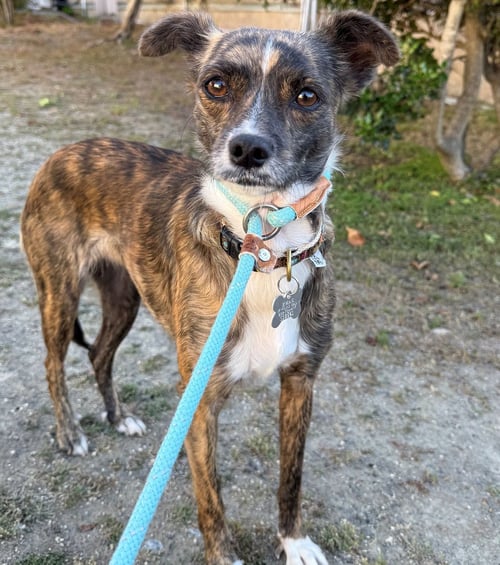 ROKU - Unknown available for adoption