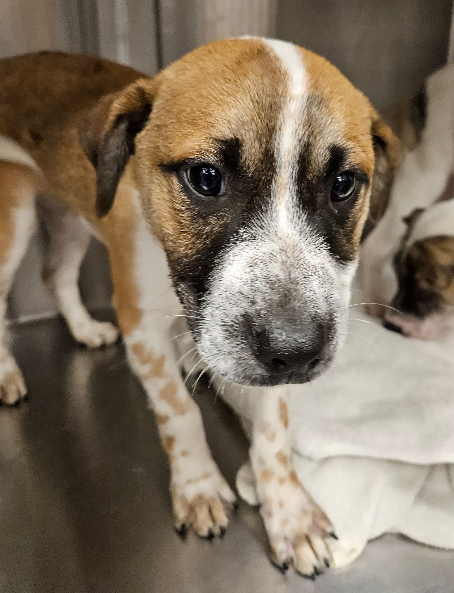 PEACH PIE - Unknown available for adoption