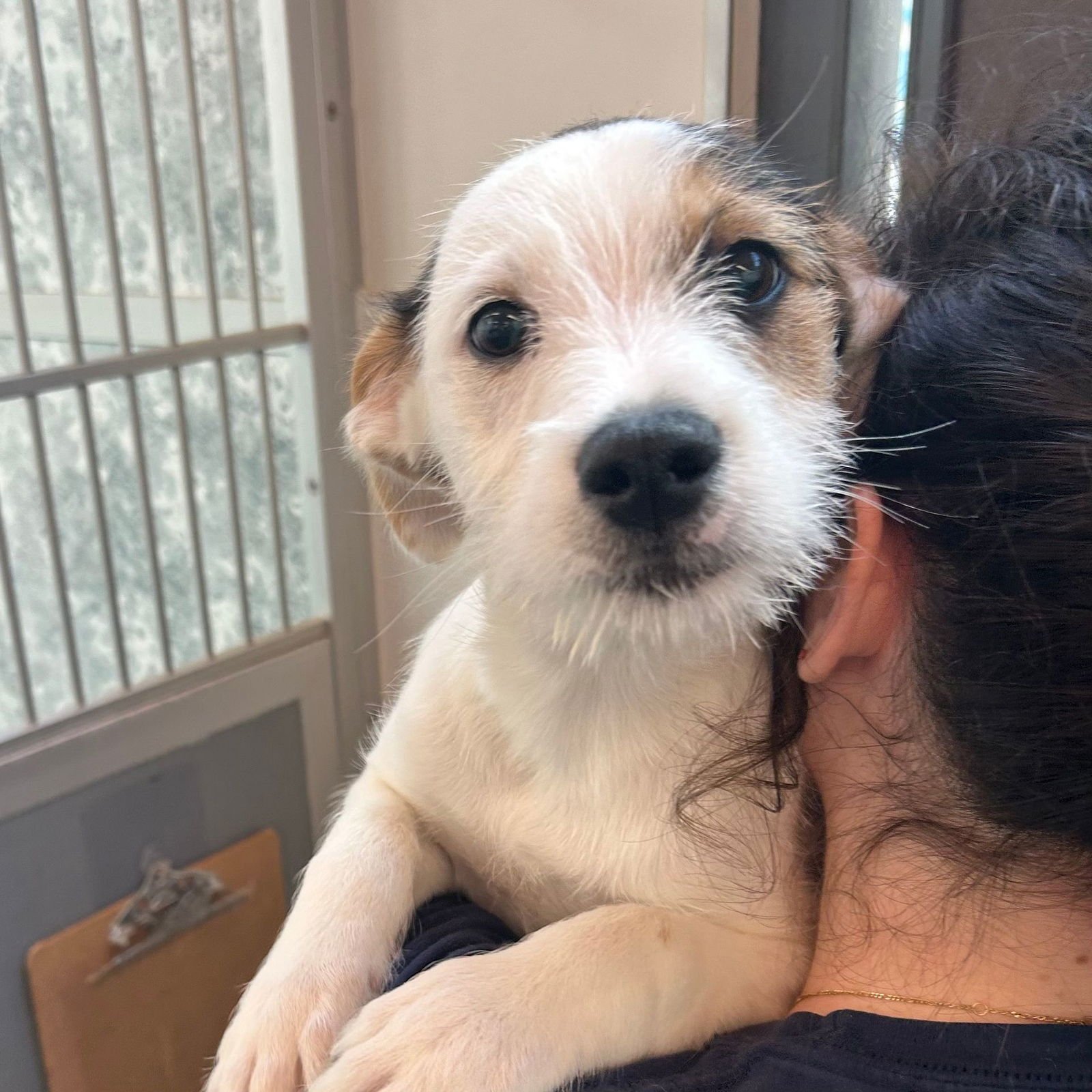 NATASHA - Unknown available for adoption