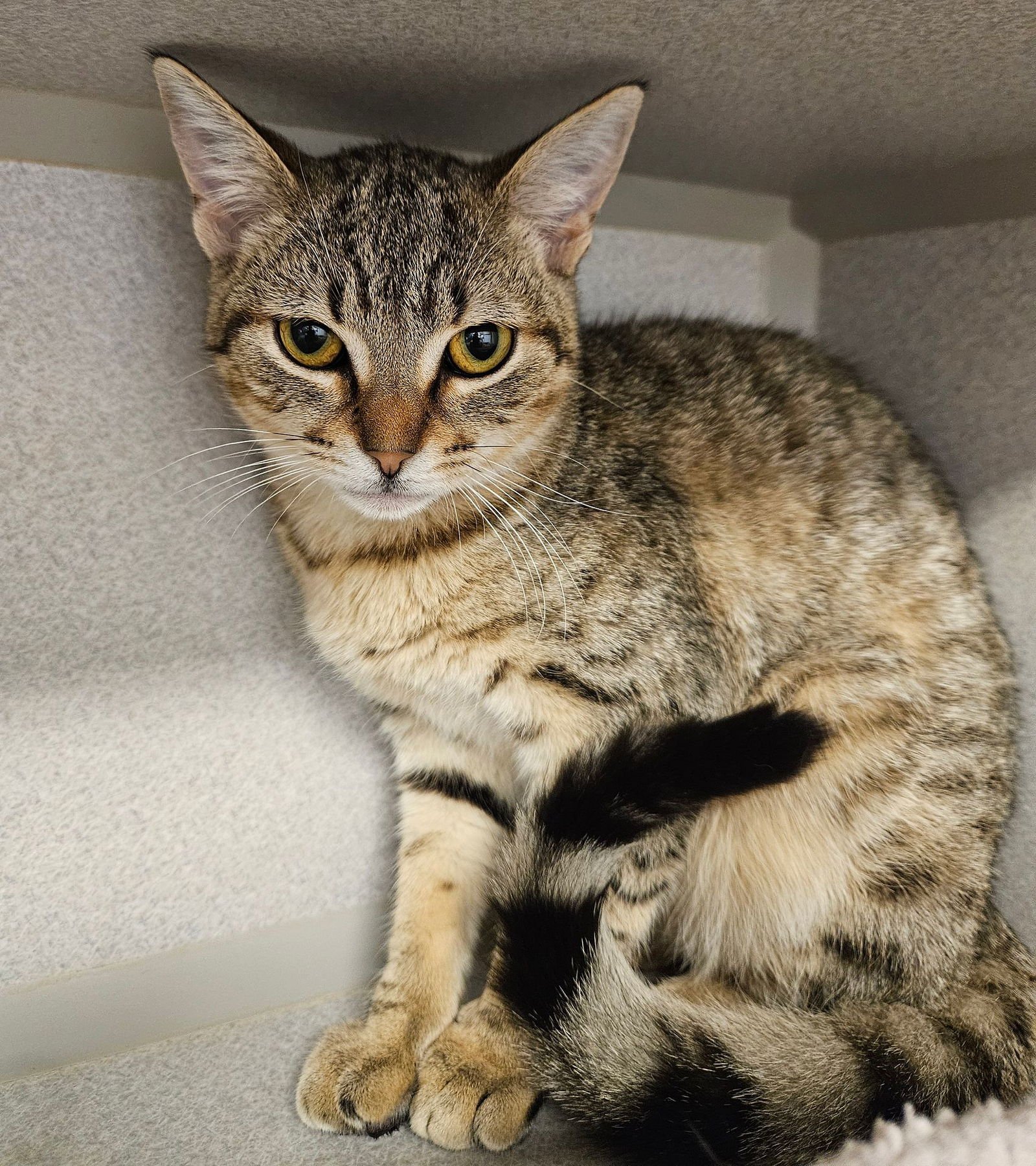 PENELOPE - Unknown available for adoption