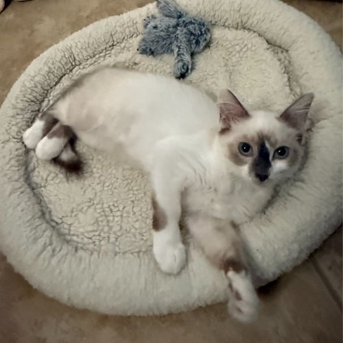 SNOW - Unknown available for adoption